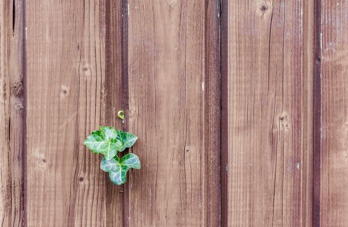 Can You Use Old Deck Boards For Raised Beds? (What You Need to Know)