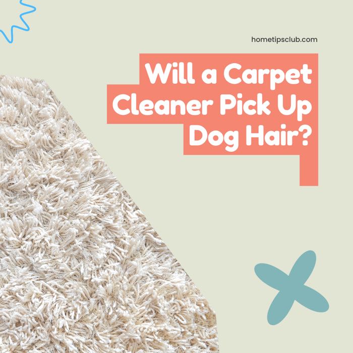 Will a Carpet Cleaner Pick Up Dog Hair? (Everything You Need To Know)