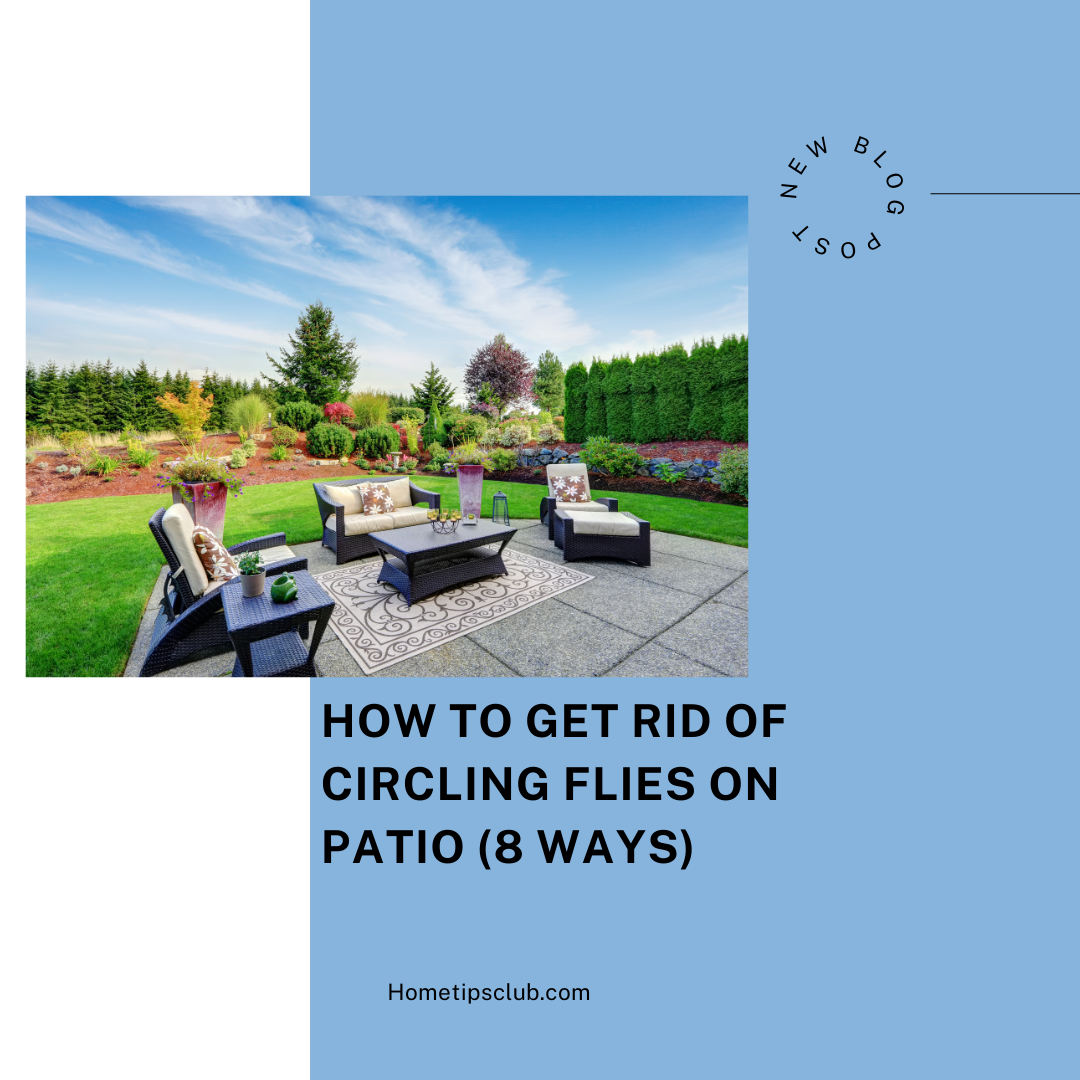 How to Get Rid of Circling Flies on Patio (8 Ways)