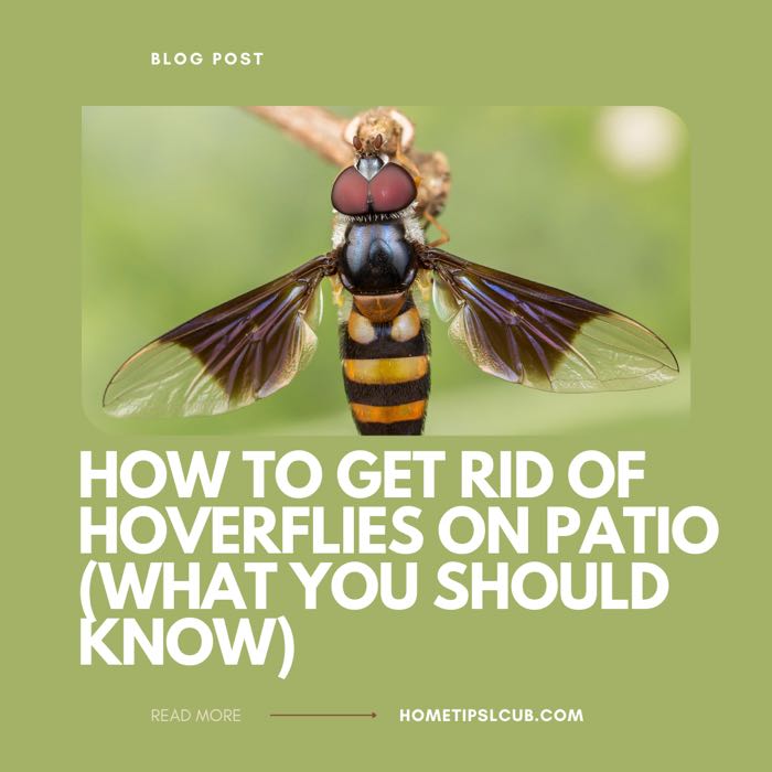 How To Get Rid Of Hoverflies On Patio (What You Should Know)