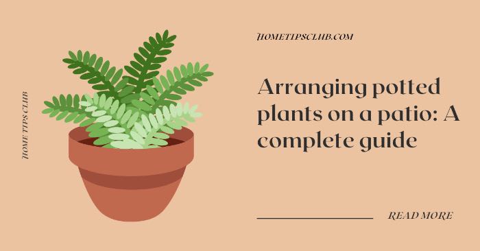 Arranging potted plants on a patio: A complete guide 