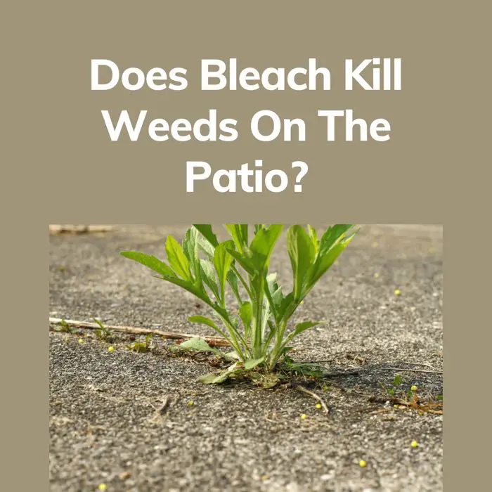 Does Bleach Kill Weeds On The Patio?