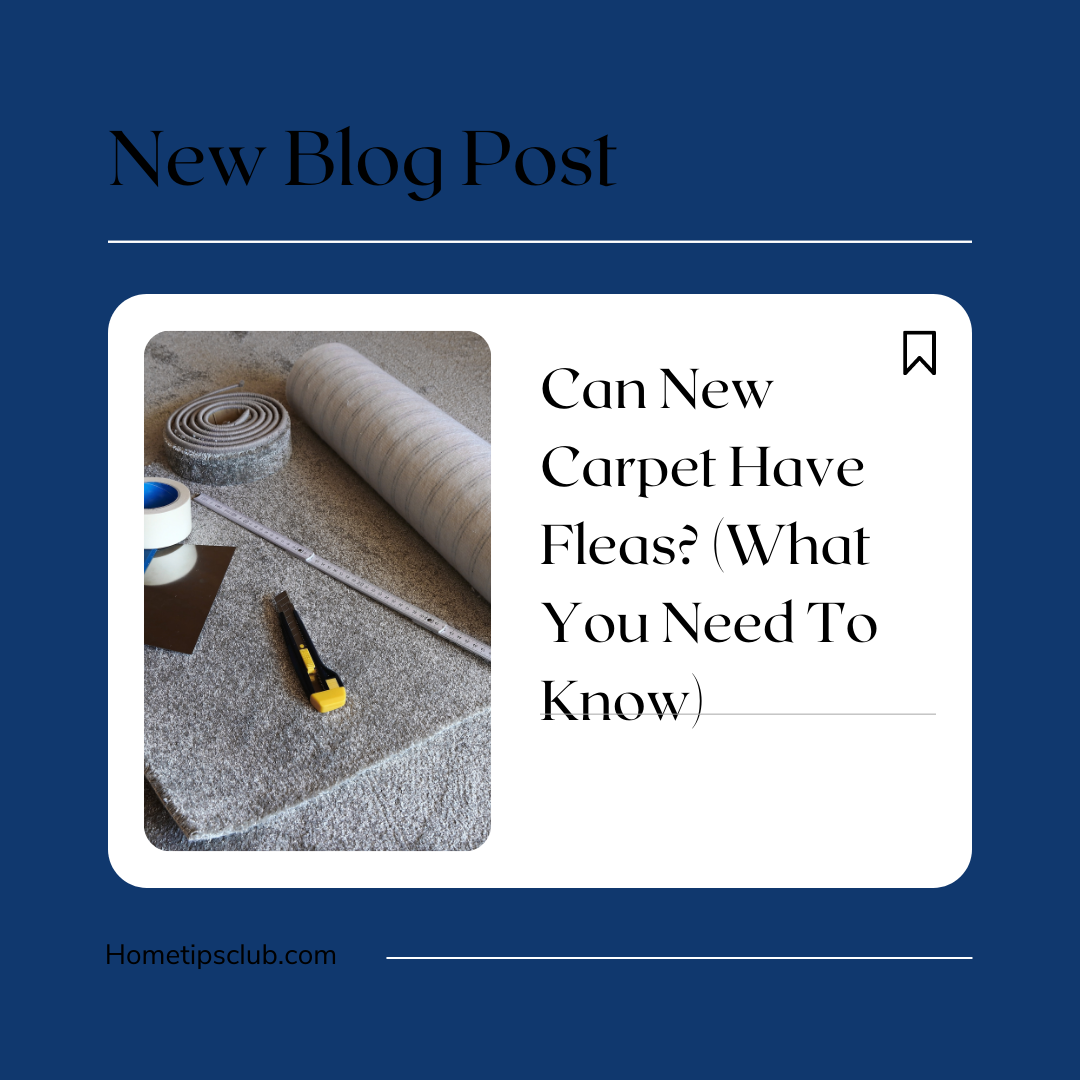 Can New Carpet Have Fleas? (What You Need To Know)