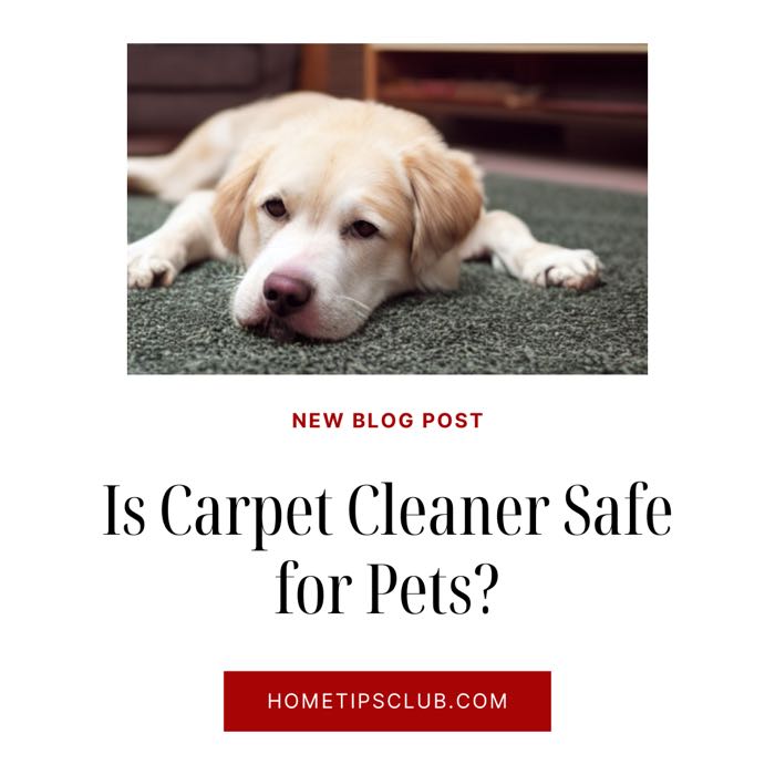 Is Carpet Cleaner Safe for Pets? (What You Should Know)