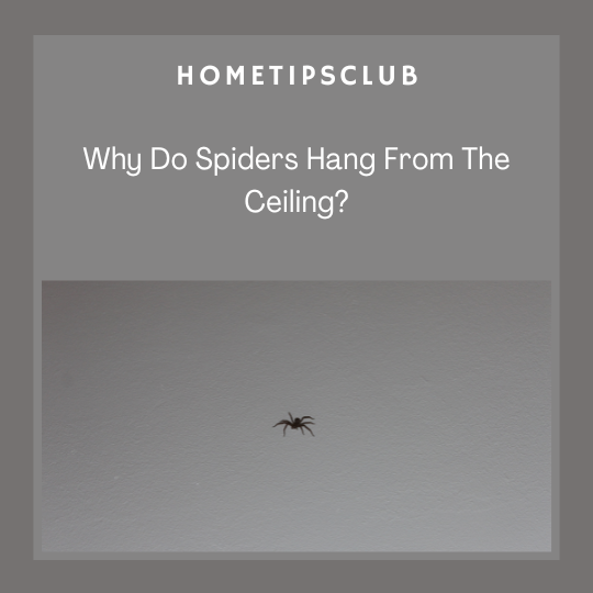 Why Do Spiders Hang From The Ceiling?