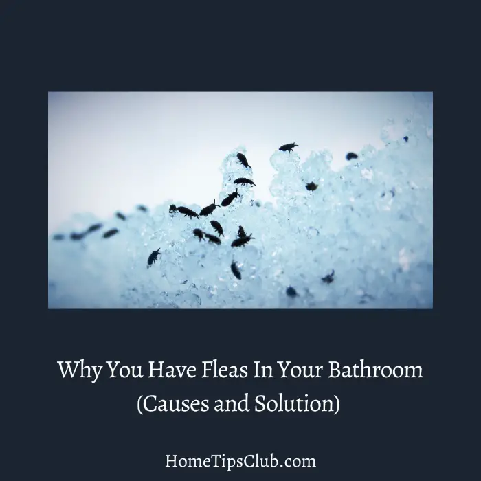 Why Fleas Are So Bad In Your Bathroom (Causes and Solutions)